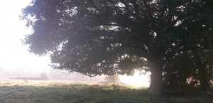 tree_small_wide